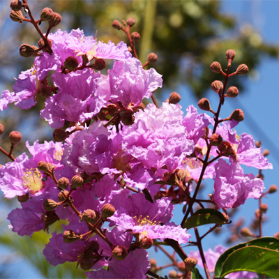 Lagerstroemia Speciosa, Banaba, Pride of India, Queen Crape Myrtle - Plant